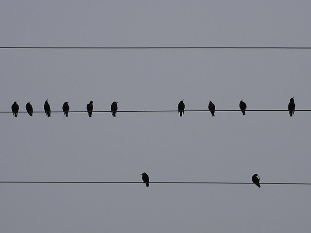 A black silouette of a dozen birds sitting on power lines against a dark grey sky.